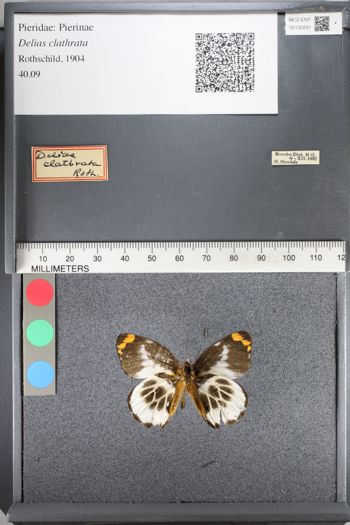 Media type: image;   Entomology 130231